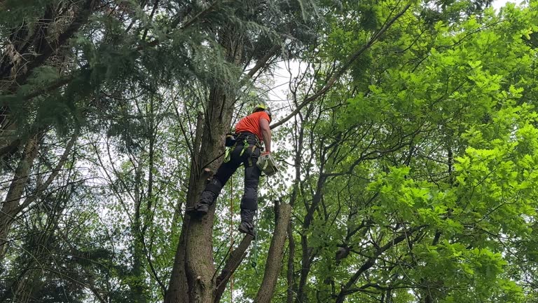 Best Commercial Tree Services  in Avoca, PA